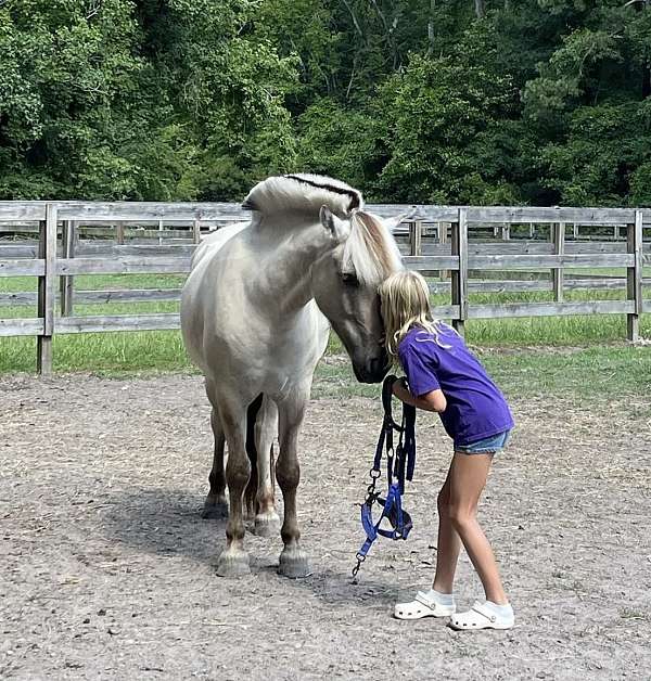 combined-driving-fjord-horse