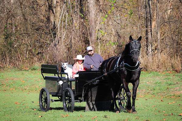 all-around-percheron-horse