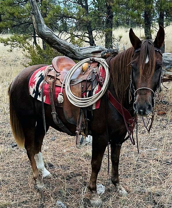 all-around-morgan-horse