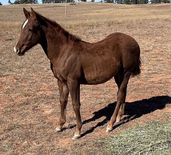 athletic-quarter-horse