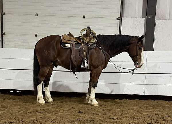 all-around-draft-horse