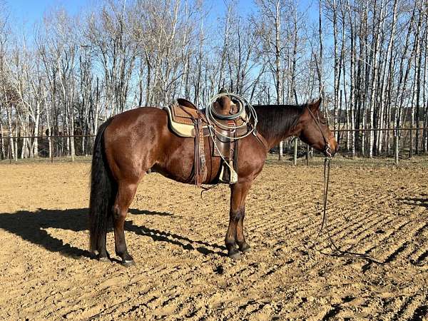 all-around-quarter-horse