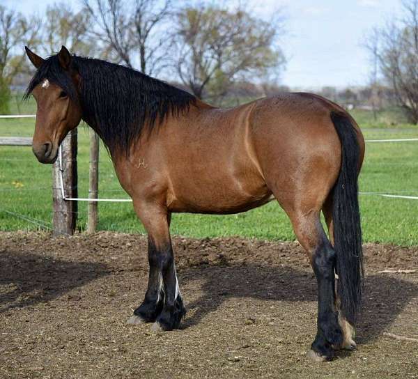 all-around-friesian-horse