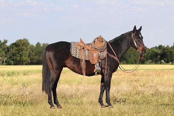 all-around-quarter-horse