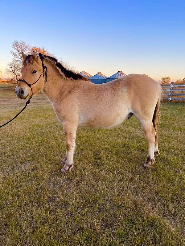 athletic-fjord-horse