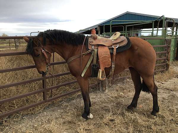 all-around-friesian-horse