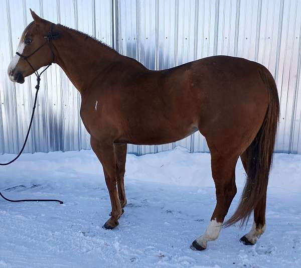 all-around-breeding-quarter-horse