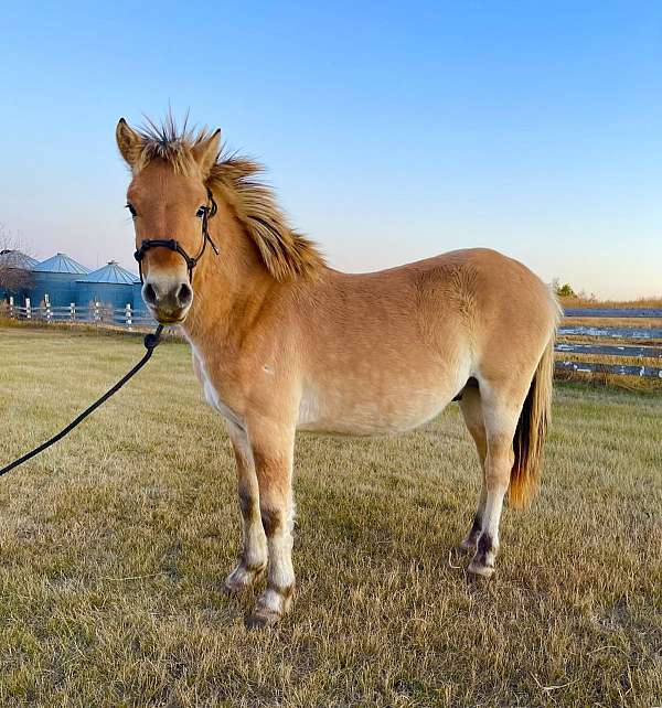 brown-dun-fjord-colt-mare