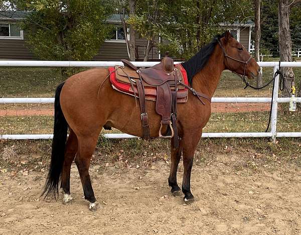 all-around-quarter-horse