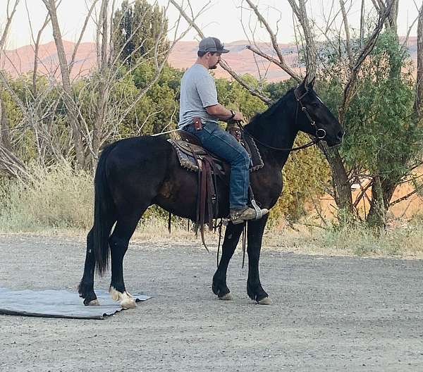 all-around-draft-horse