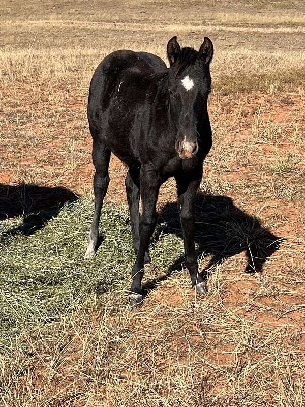 athletic-quarter-horse