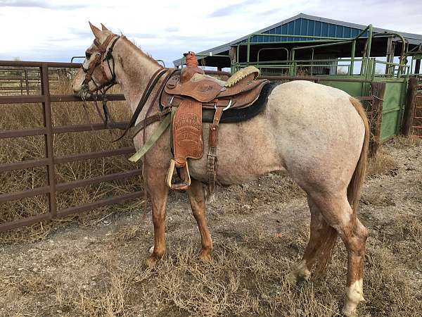 all-around-quarter-horse