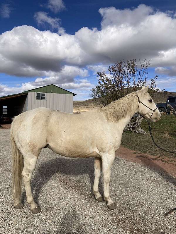 all-around-paint-horse