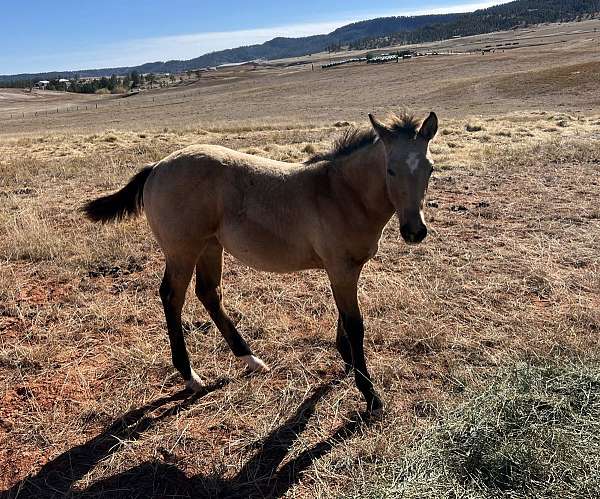 athletic-quarter-horse