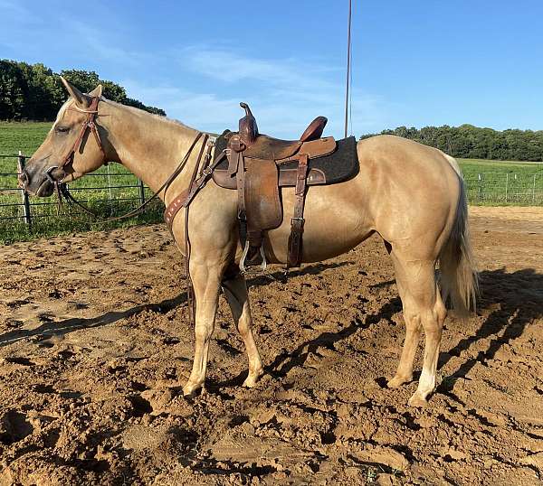 all-around-quarter-horse