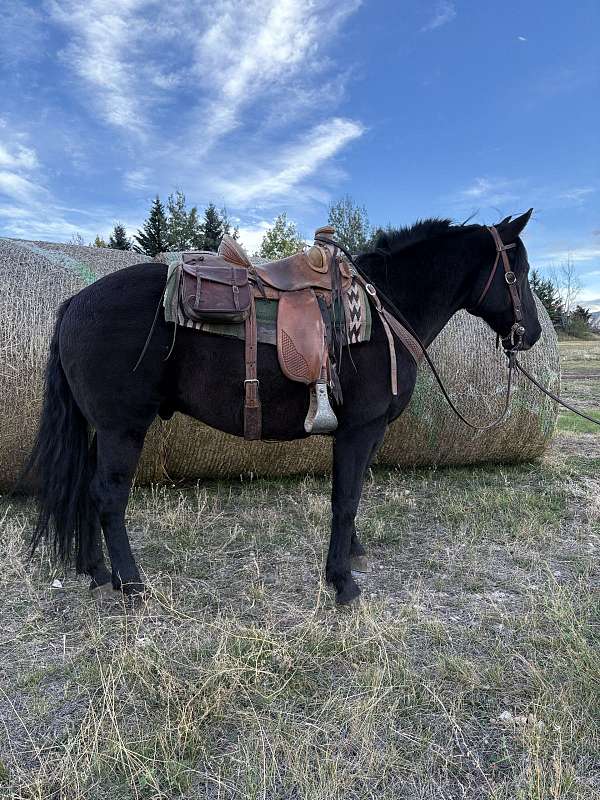 all-around-draft-horse