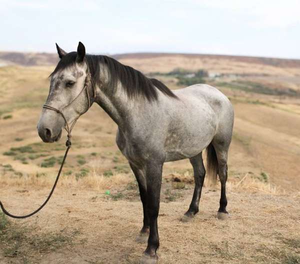 all-around-draft-horse