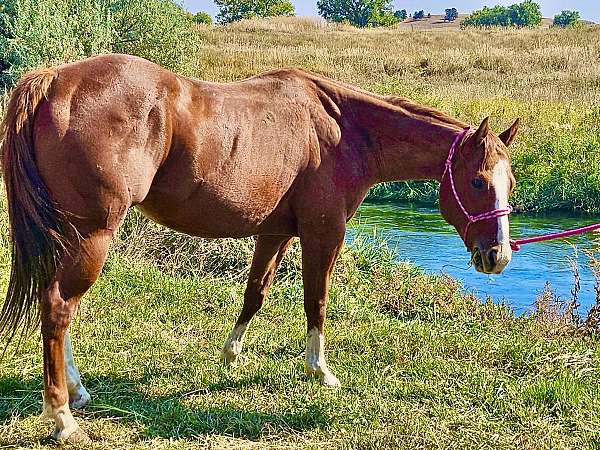 all-around-quarter-horse