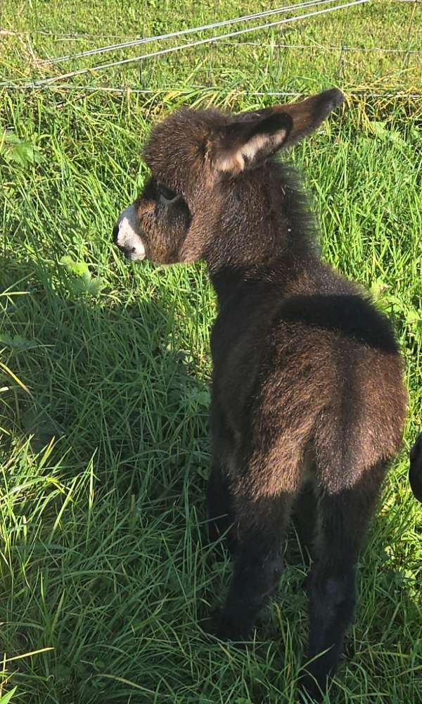 cash-miniature-horse