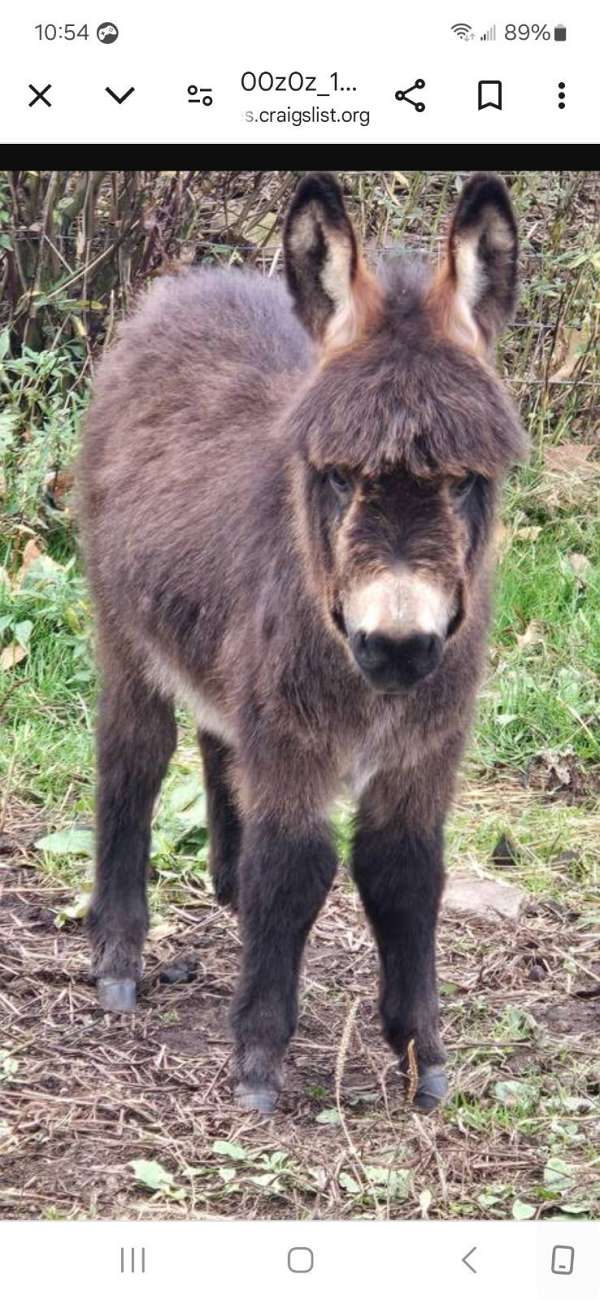 cash-miniature-horse