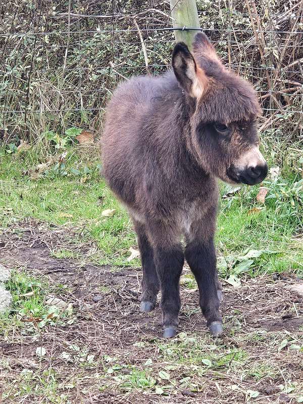 all-around-miniature-donkey