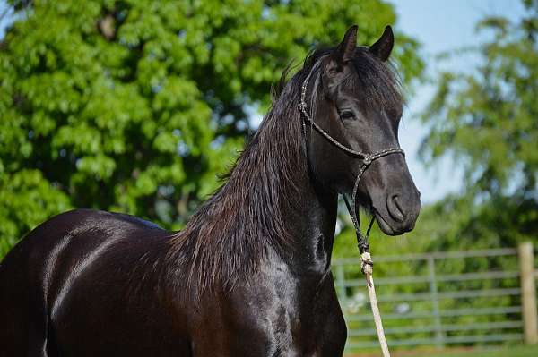 all-around-friesian-horse