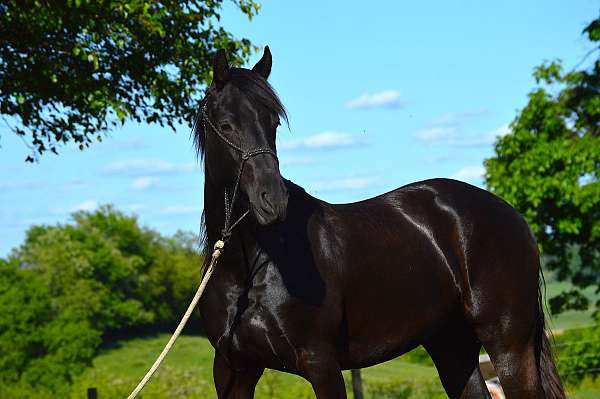 trail-friesian-horse