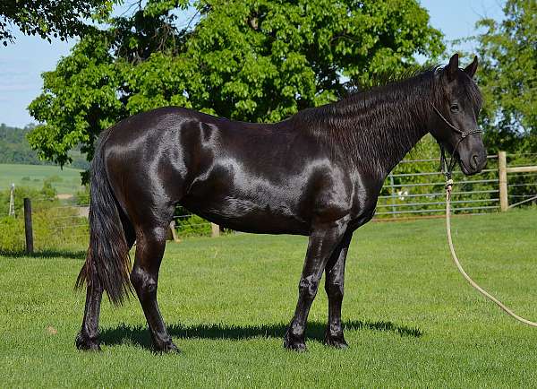 black-friesian-mare