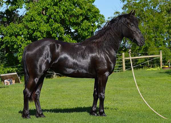 black-all-around-horse