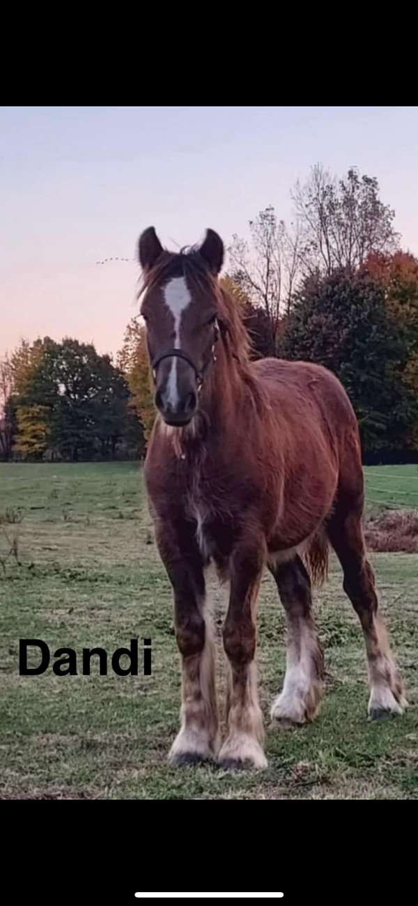 champion-bloodlines-gypsy-vanner-horse