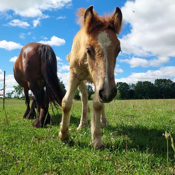 champion-bloodlines-gypsy-vanner-horse