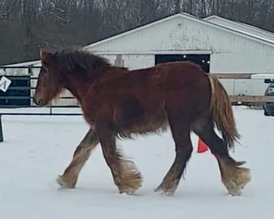 champion-pedigree-gypsy-vanner-horse