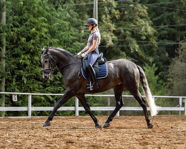 dressage-level-1-andalusian-horse