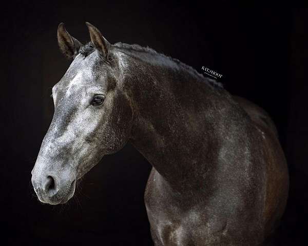 dressage-level-1-horse