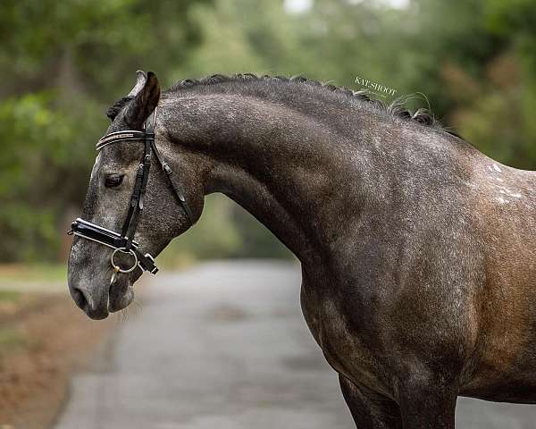 dressage-level-1-gelding