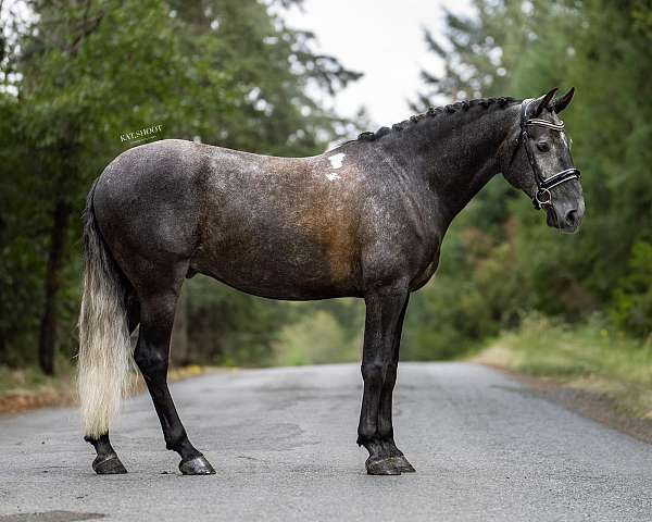 dressage-andalusian-horse