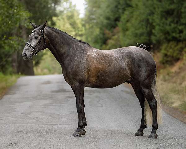 grey-andalusian-gelding