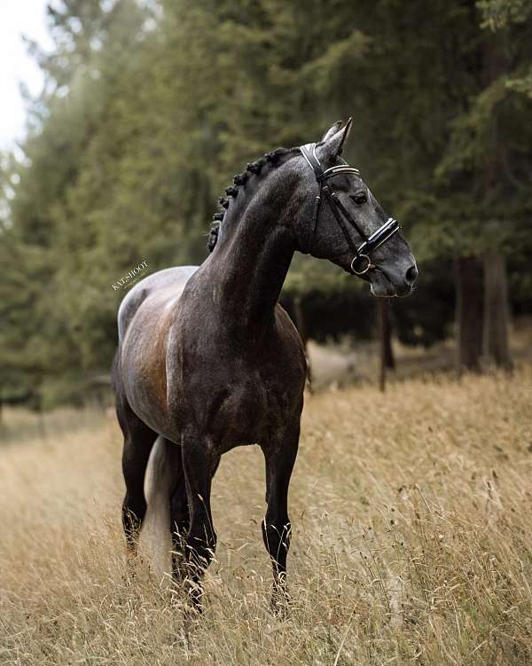 grey-dressage-horse