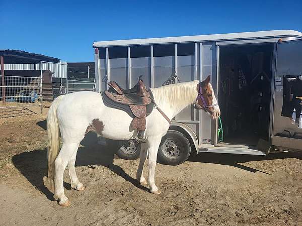 chestnut-overo-pinto-mare