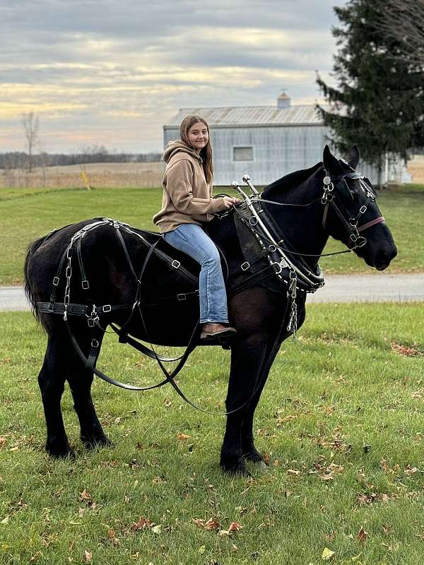 percheron-gelding