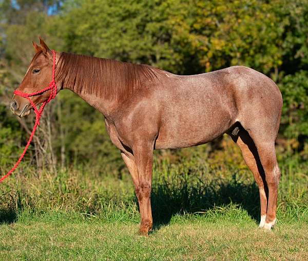 beginner-quarter-horse