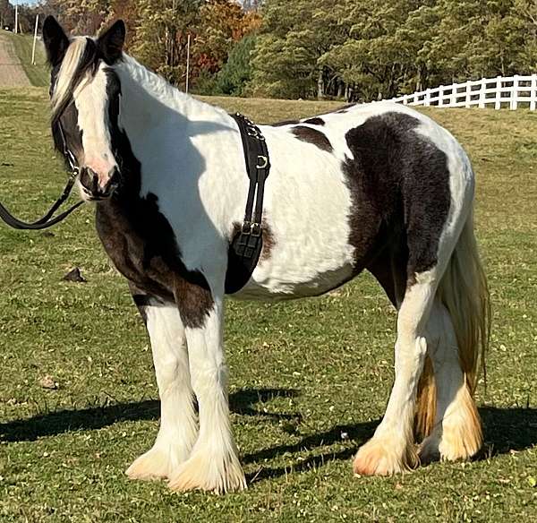 driving-prospect-gypsy-vanner-horse