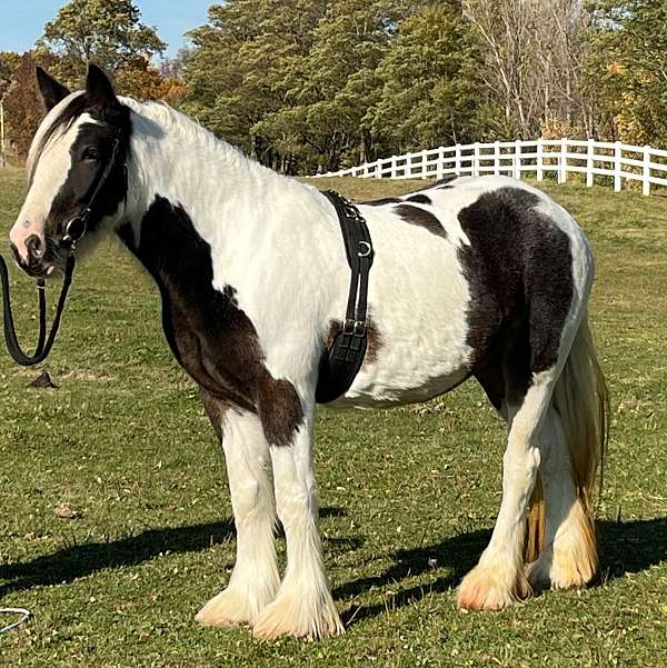 great-pedigree-gypsy-vanner-horse