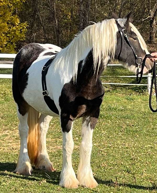 great-temperament-gypsy-vanner-horse