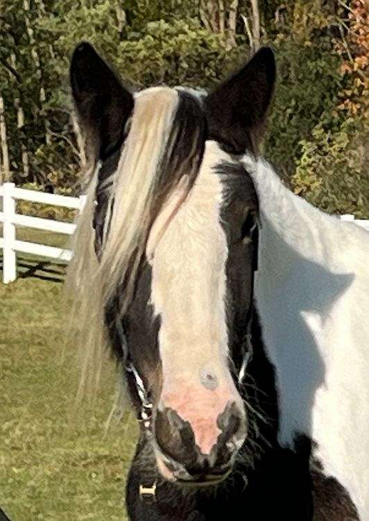 excellent-prospect-gypsy-vanner-horse