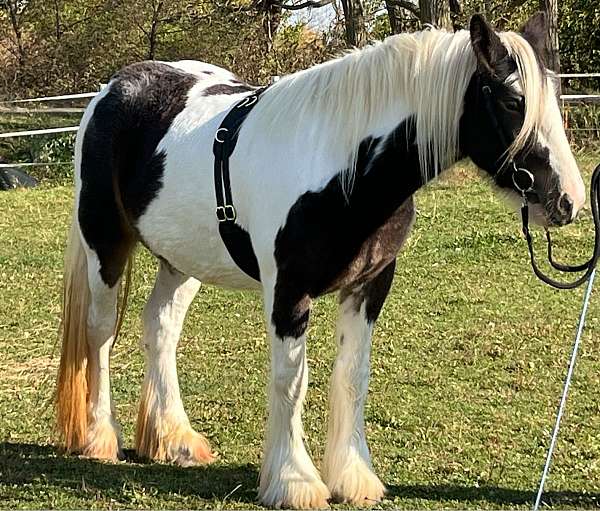 kid-friendly-gypsy-vanner-horse