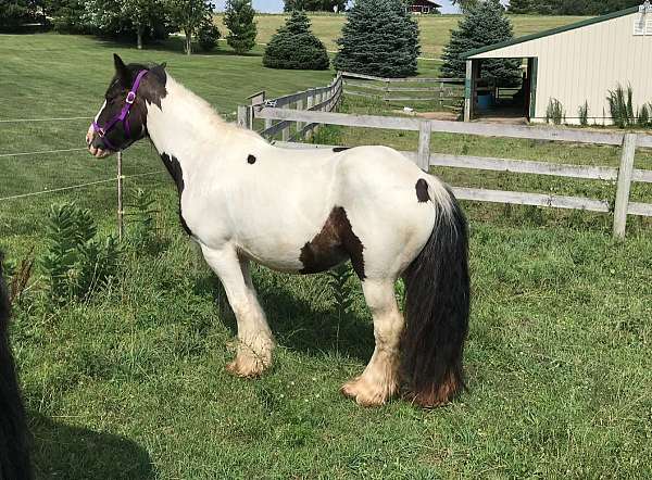 blagdon-gypsy-vanner-horse