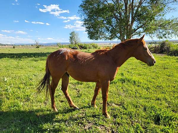 halter-started-under-saddle-colt