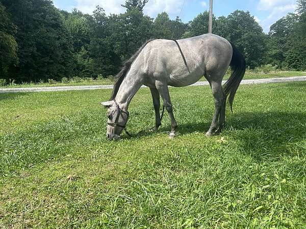 blue-grulla-none-pony