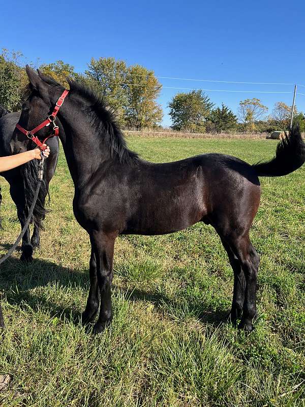 champion-stallion-friesian-quarter-horse